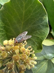 Calliphora vicina