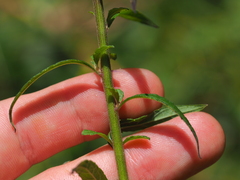 Cyanthillium cinereum