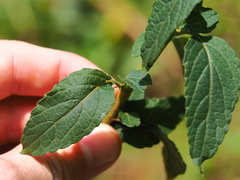 Cyanthillium cinereum