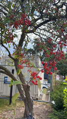 Malus × zumi