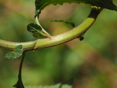 Cyanthillium cinereum