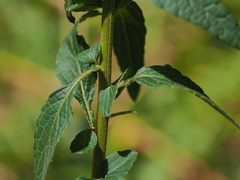Cyanthillium cinereum