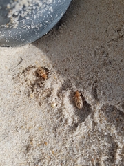 Eurynebria complanata