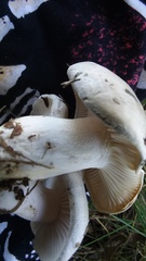 Hygrophorus occidentalis