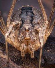 Odiellus spinosus