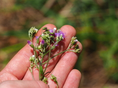 Cyanthillium cinereum