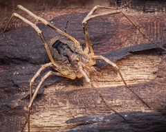 Odiellus spinosus