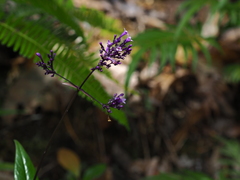 Hedyotis