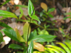 Hedyotis