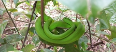 Trimeresurus albolabris