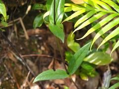 Hedyotis