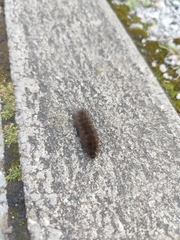 Spilosomina