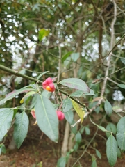 Euonymus europaeus