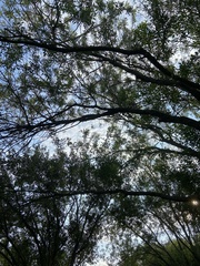 Fraxinus berlandieriana