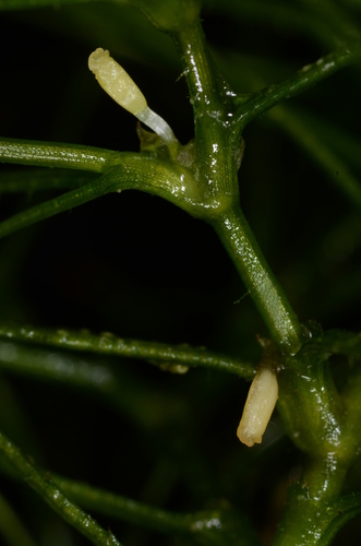 Najas chinensis