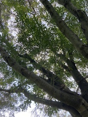 Fraxinus berlandieriana