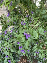 Lycianthes