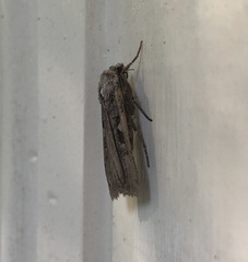 Xestia normanianus