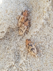 Eurynebria complanata