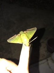 Oryba achemenides