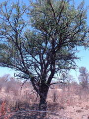 Vachellia robusta