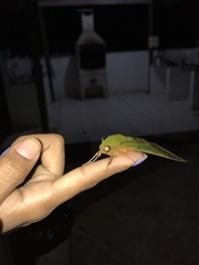 Oryba achemenides