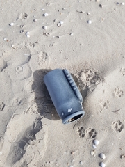 Eurynebria complanata