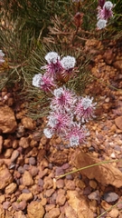 Serruria phylicoides