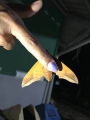 Oryba achemenides