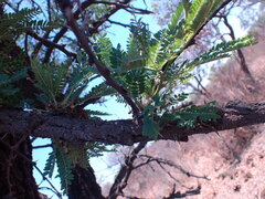 Vachellia robusta