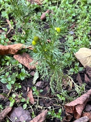Matricaria discoidea