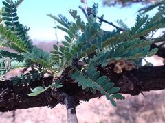 Vachellia robusta