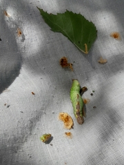 Notodonta dromedarius