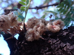 Vachellia robusta