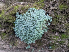 Sedum dasyphyllum
