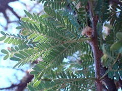 Vachellia robusta