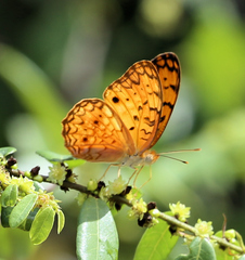 Phalanta eurytis eurytis