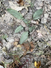Hieracium murorum