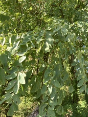 Robinia pseudoacacia
