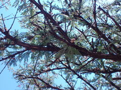 Vachellia robusta