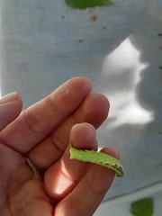 Notodonta dromedarius