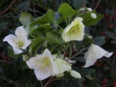 Clematis cirrhosa