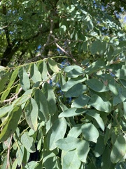 Robinia pseudoacacia