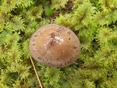 Cortinarius camphoratus