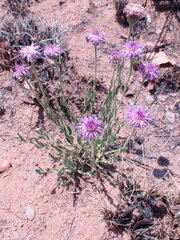 Pseudopegolettia tenella