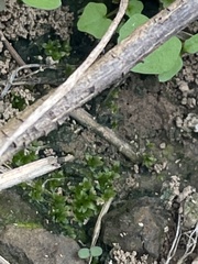 Hyophila involuta