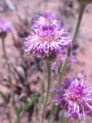 Pseudopegolettia tenella