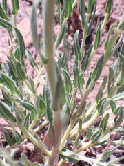 Pseudopegolettia tenella