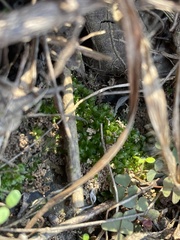Hyophila involuta