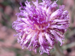 Pseudopegolettia tenella